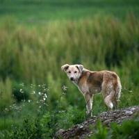 Vets bid to save Kosovo’s stray dogs from cull through sterilisation | Afp Vets bid to save Kosovo's stray dogs from cull through sterilisation | Afp