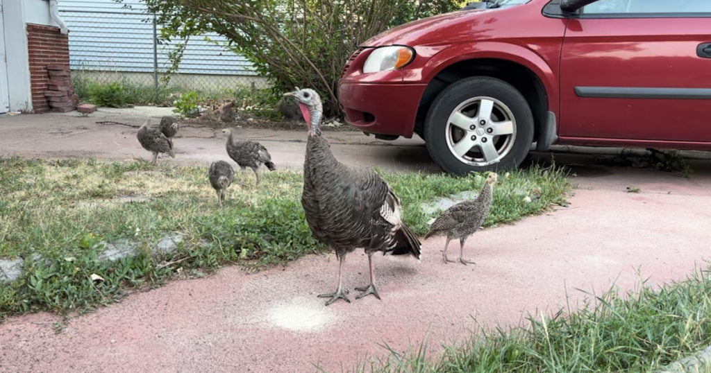 Western wildlife officials meet in Casper to discuss turkey management | Local & State News