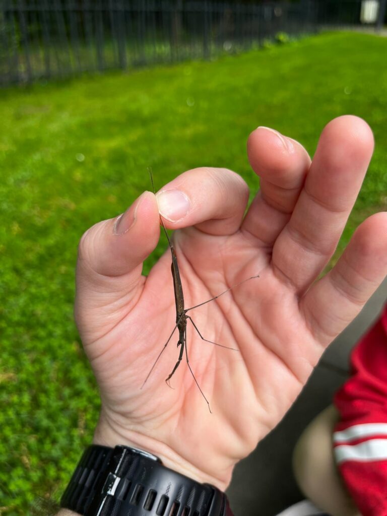 What is this insect?