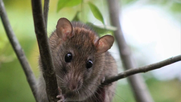 From three to six cases a year: epidemiologists studied the risk of hantavirus infection in Latvia From three to six cases a year: epidemiologists studied the risk of hantavirus infection in Latvia