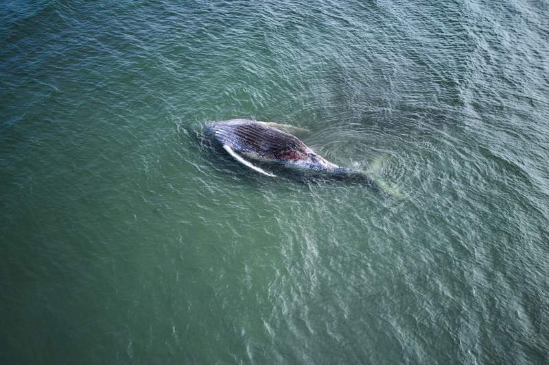 Denmark pauses removal of dead whale ‘Timmy’ after sandbank setback Denmark pauses removal of dead whale 'Timmy' after sandbank setback