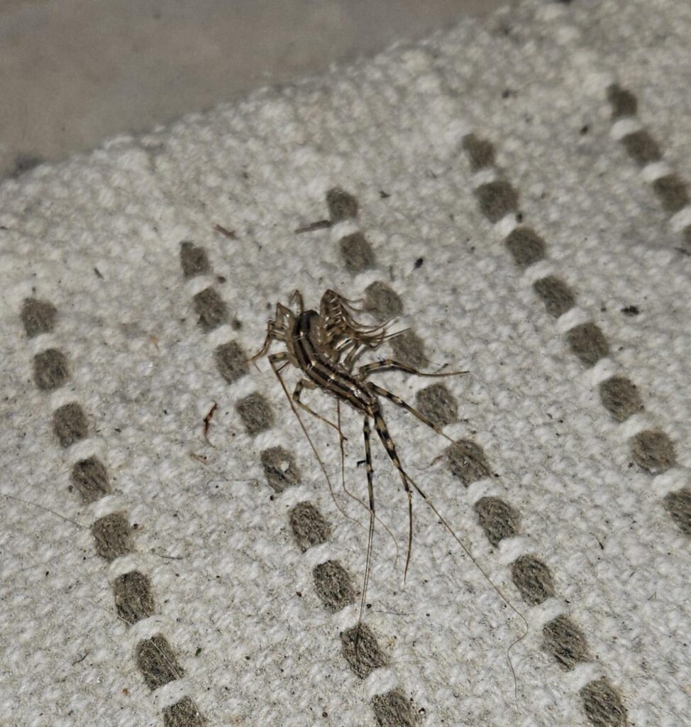 Can anyone tell me what kind of creature just clawed at my foot?