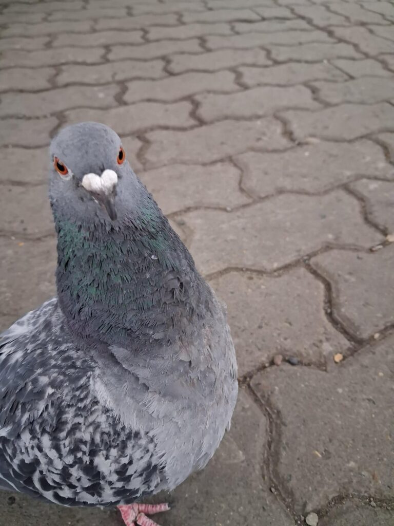 Pigueon Pigueon
