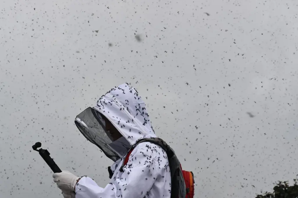 Lovebugs to swarm South Korea earlier and in large numbers in 2026; Seoul to test rose-scented traps Lovebugs are expected to reach adulthood en masse in South Korea between June 15 and 29.