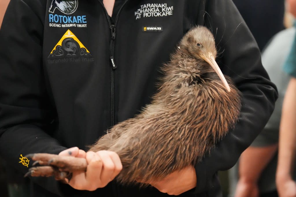 The kiwi initiative is part of New Zealand’s quest to rid the island nation of introduced predators, including feral cats, possums, rats and stoats, by the year 2050. AP