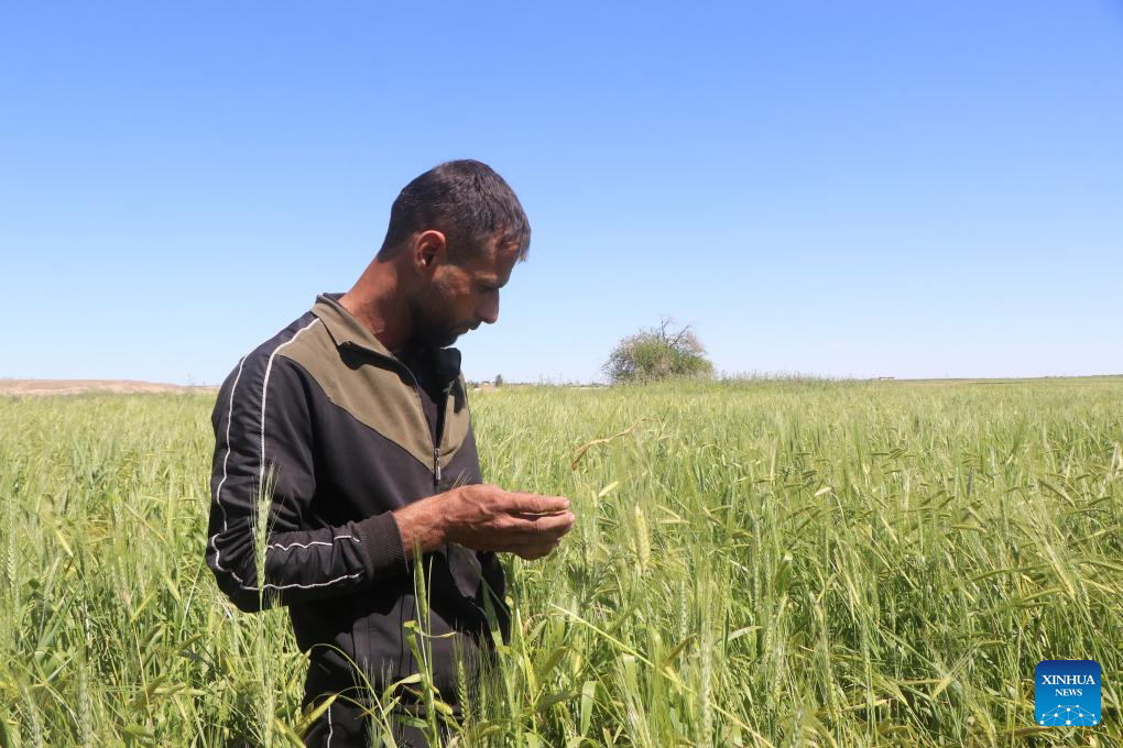 Feature: Syria's wheat fields turn green again as farmers hope for recovery-Xinhua