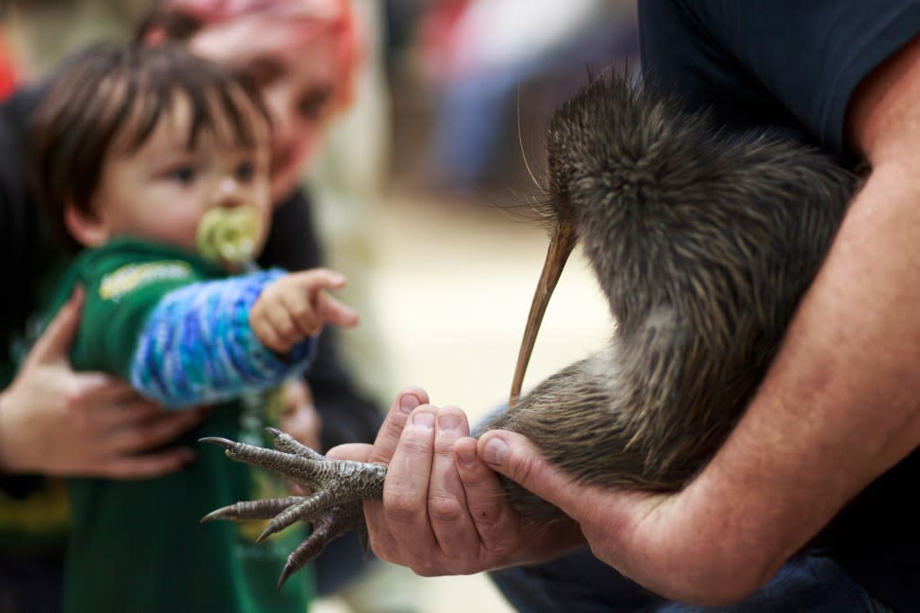 The kiwi gives New Zealanders the name by which they’re often known. AP