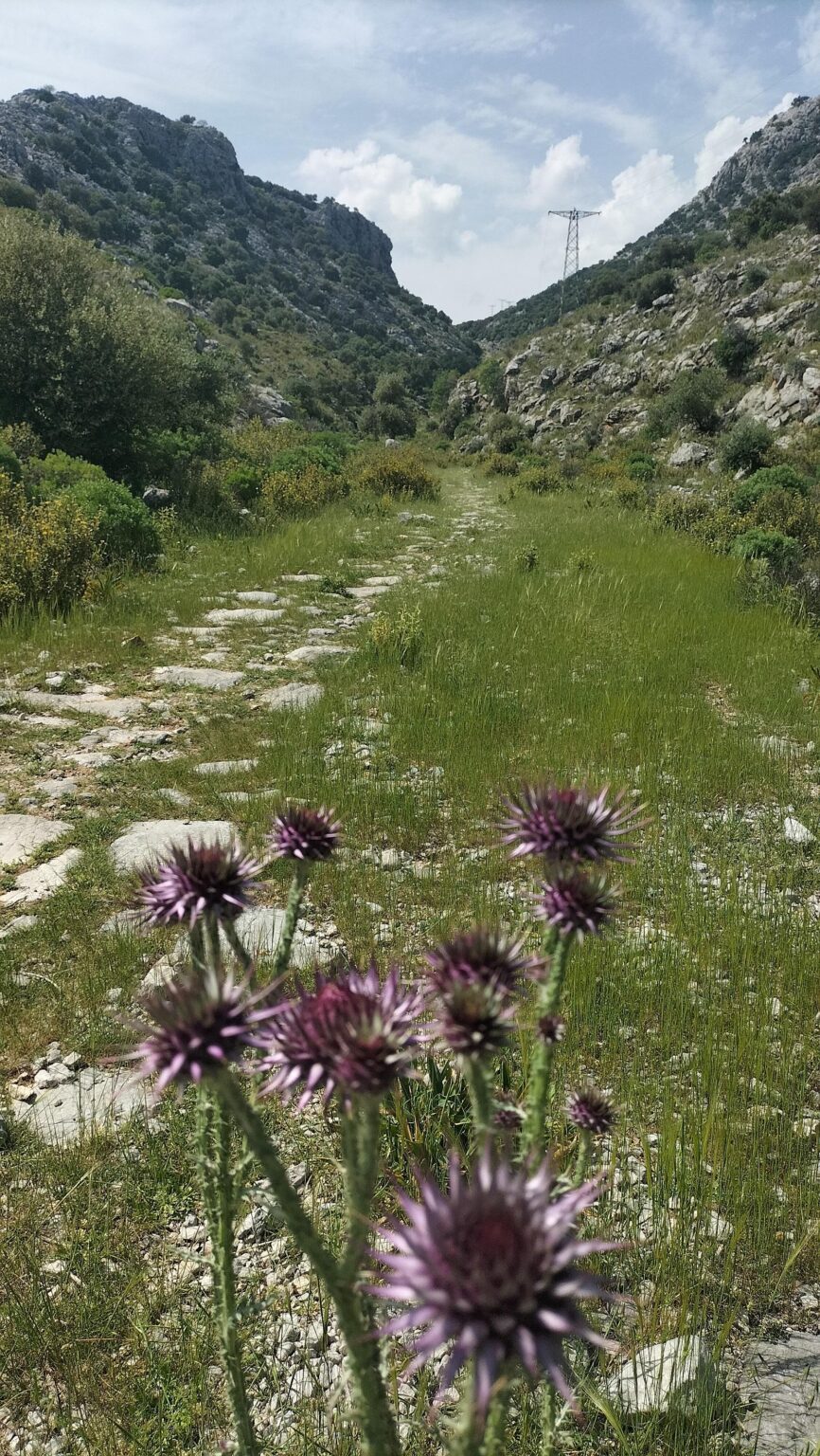 Ancient stone-paved road.