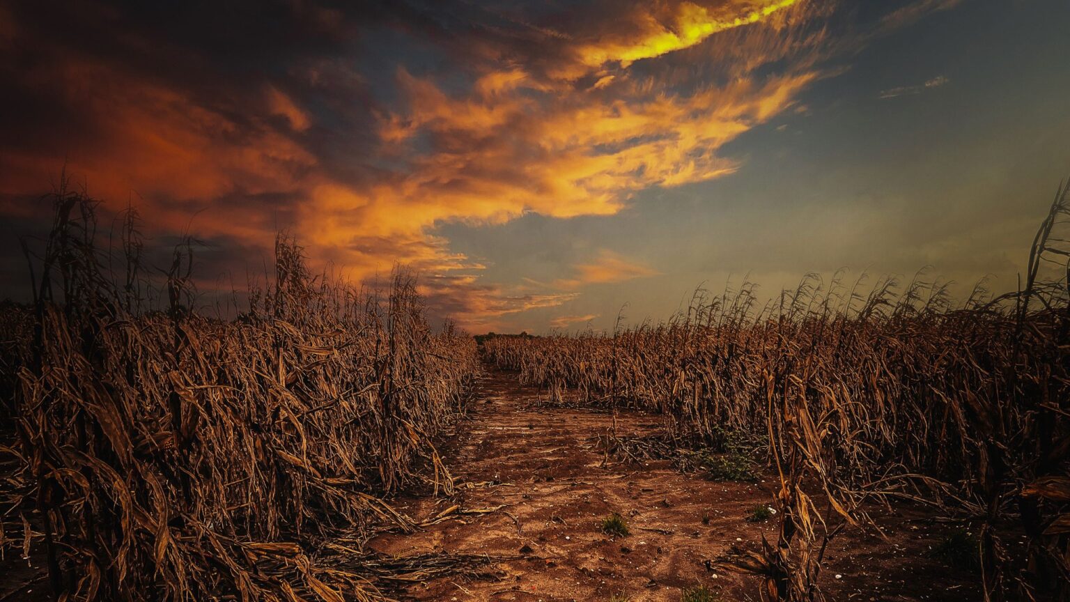 'Food insecurity is no longer just about low-income countries': Environmental economist explains how climate change is pushing agricultural systems to the brink