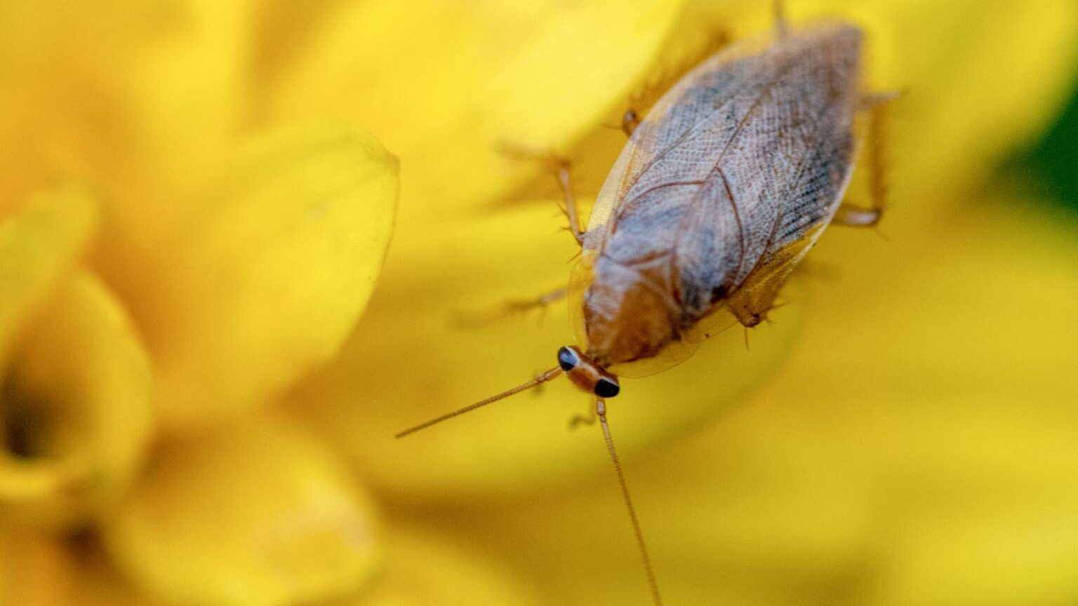 PSA: Roach season is approaching again. Do not panic. PSA: Roach season is approaching again. Do not panic.