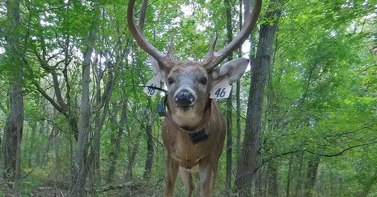 Wildlife is watching us, too — and changing their behavior in response: « How the mere presence of people, not just landscape change, can reshape how species use space and environment, with implications for conservation efforts. »