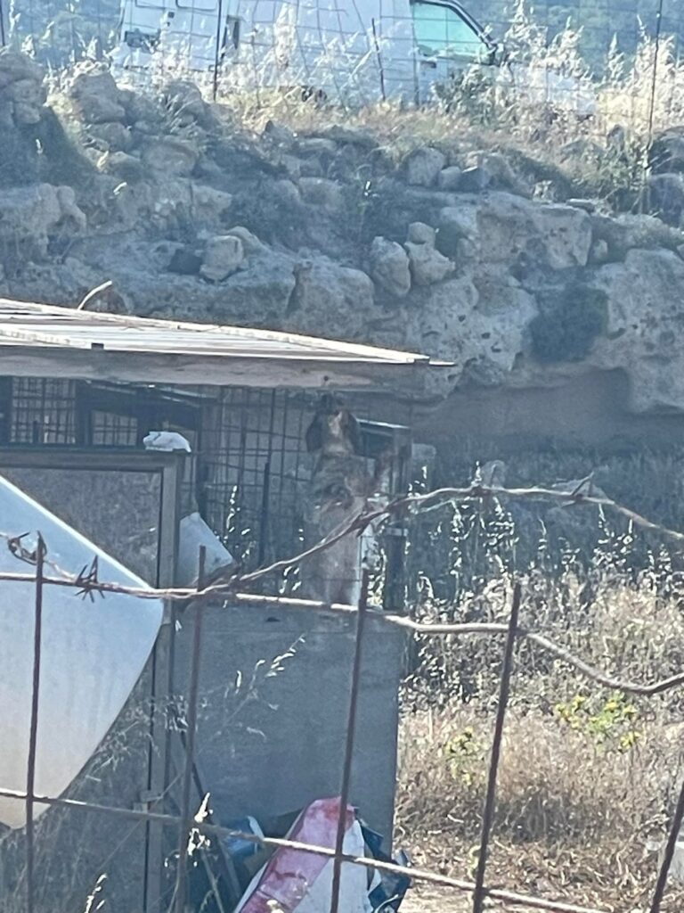 Dogs in distress on Kos