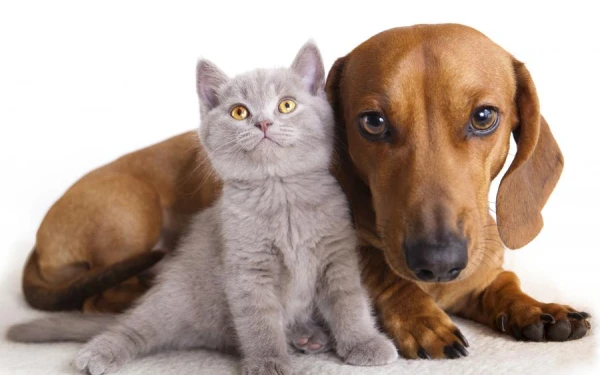 In Latvia, there are plans to legally recognize pets as living beings