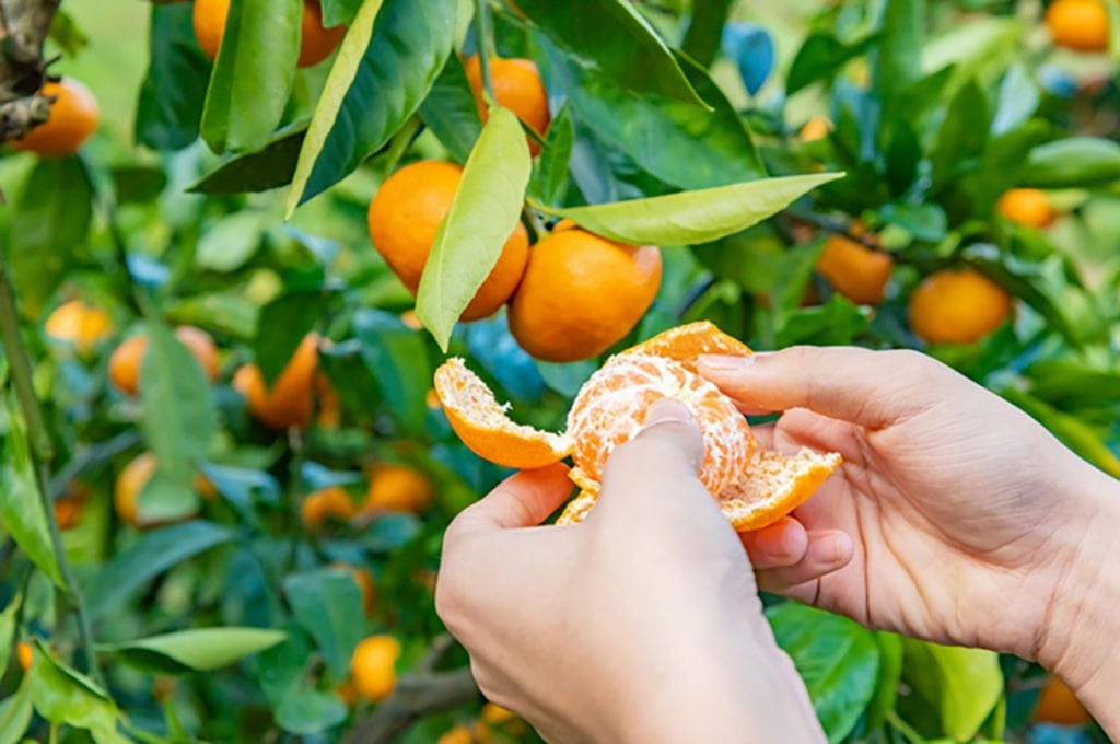 Matsuyama is long known primarily for citrus cultivation. Photo: Tourism Matsuyama Matsuyama is long known primarily for citrus cultivation. Photo: Tourism Matsuyama