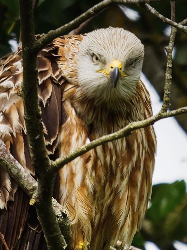 “Framed” … A Red Kite giving me the evil eyes!!!