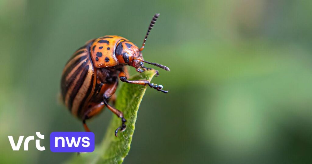 While Europe is still in doubt, potato farmers in Belgium are already allowed to use a new genetic pesticide