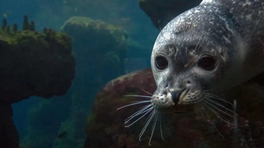 Hidden in bubbles: Scientists discover how sneaky seals dodge tourists