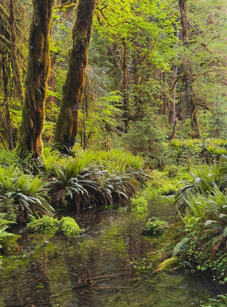 The lush and otherworldly Hoh rainforest