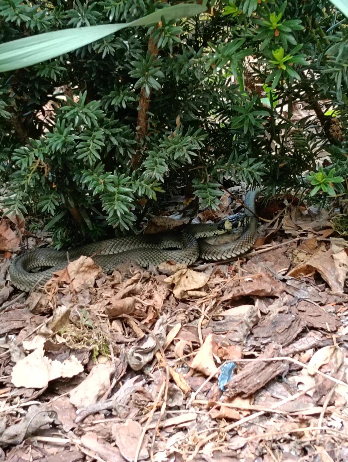 Does anyone know what snake I saw in the park?
