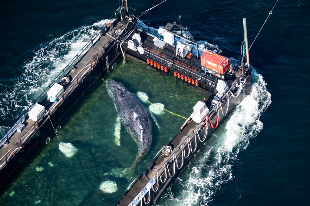 An aerial view of a whale in a floating pen attached to a rescue boat.