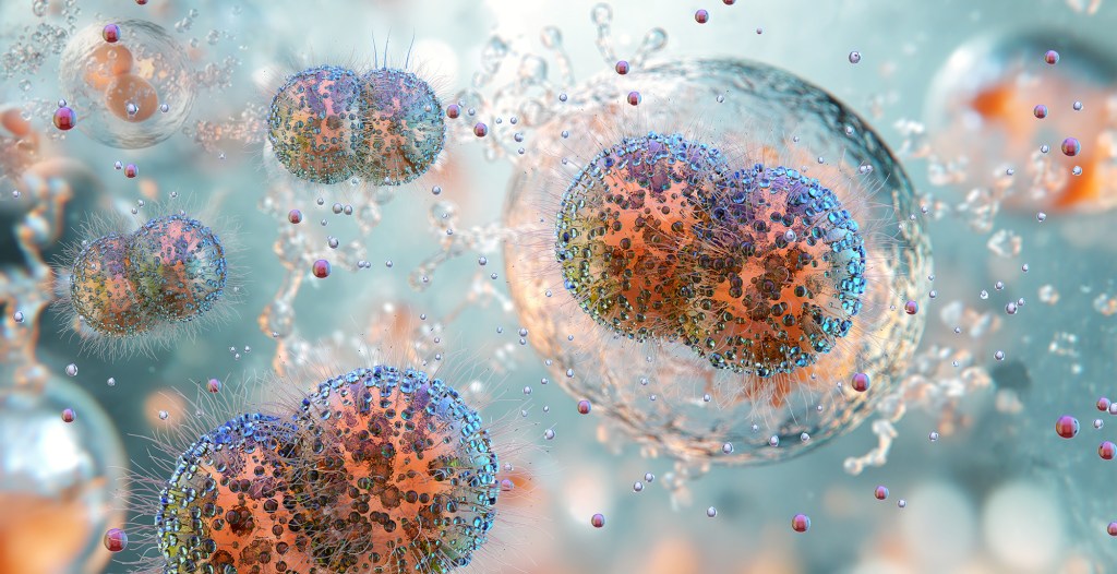 Illustration of Neisseria gonorrhoeae, the diplococci bacteria causing gonorrhea.