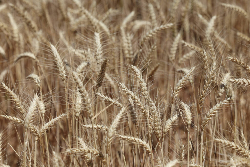Australia worried over mouse infestation's impact on food supply