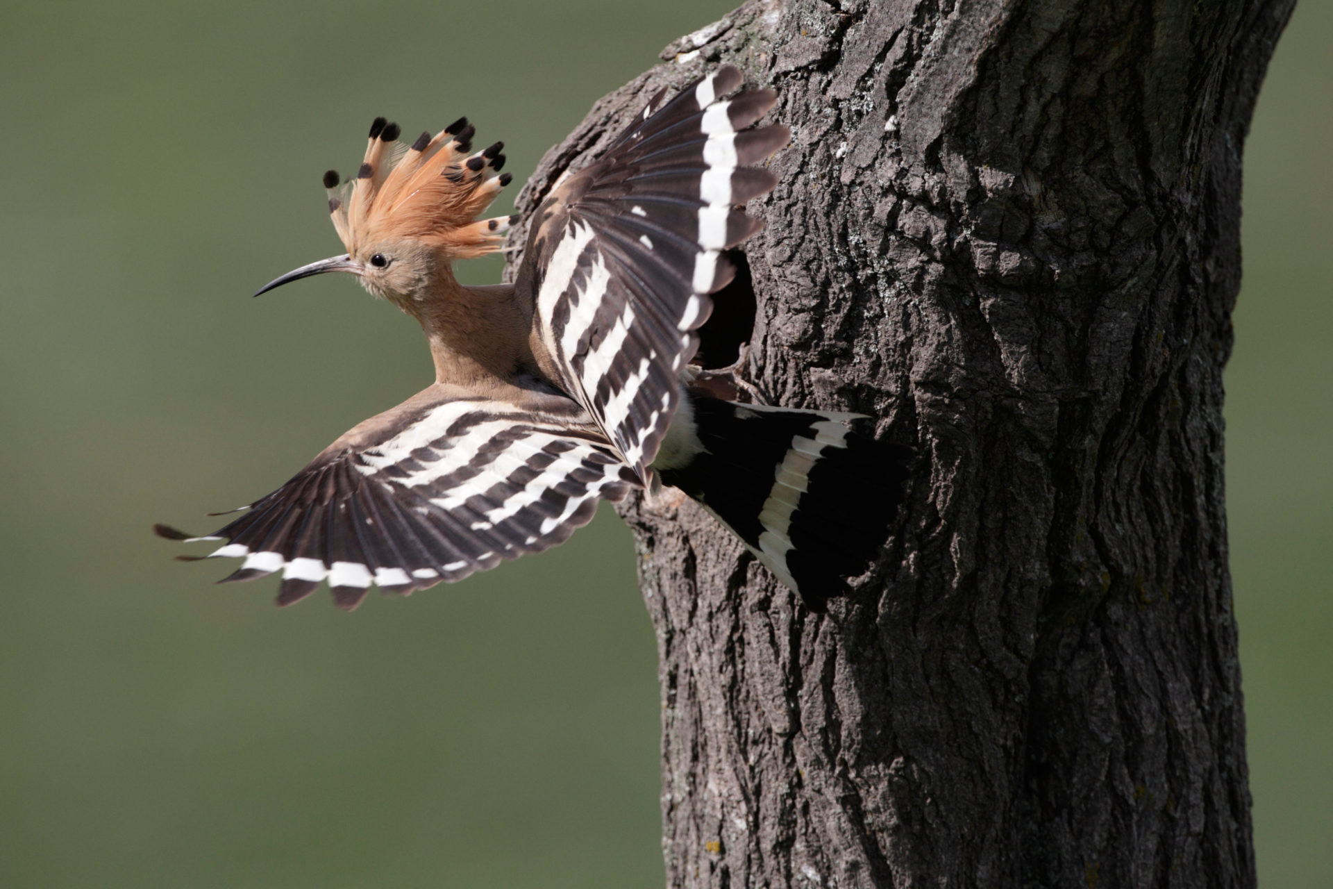 BMMJFF Hoopoe, Upupa epops, single bird in flight at nest entrance, Bulgaria, May 2010