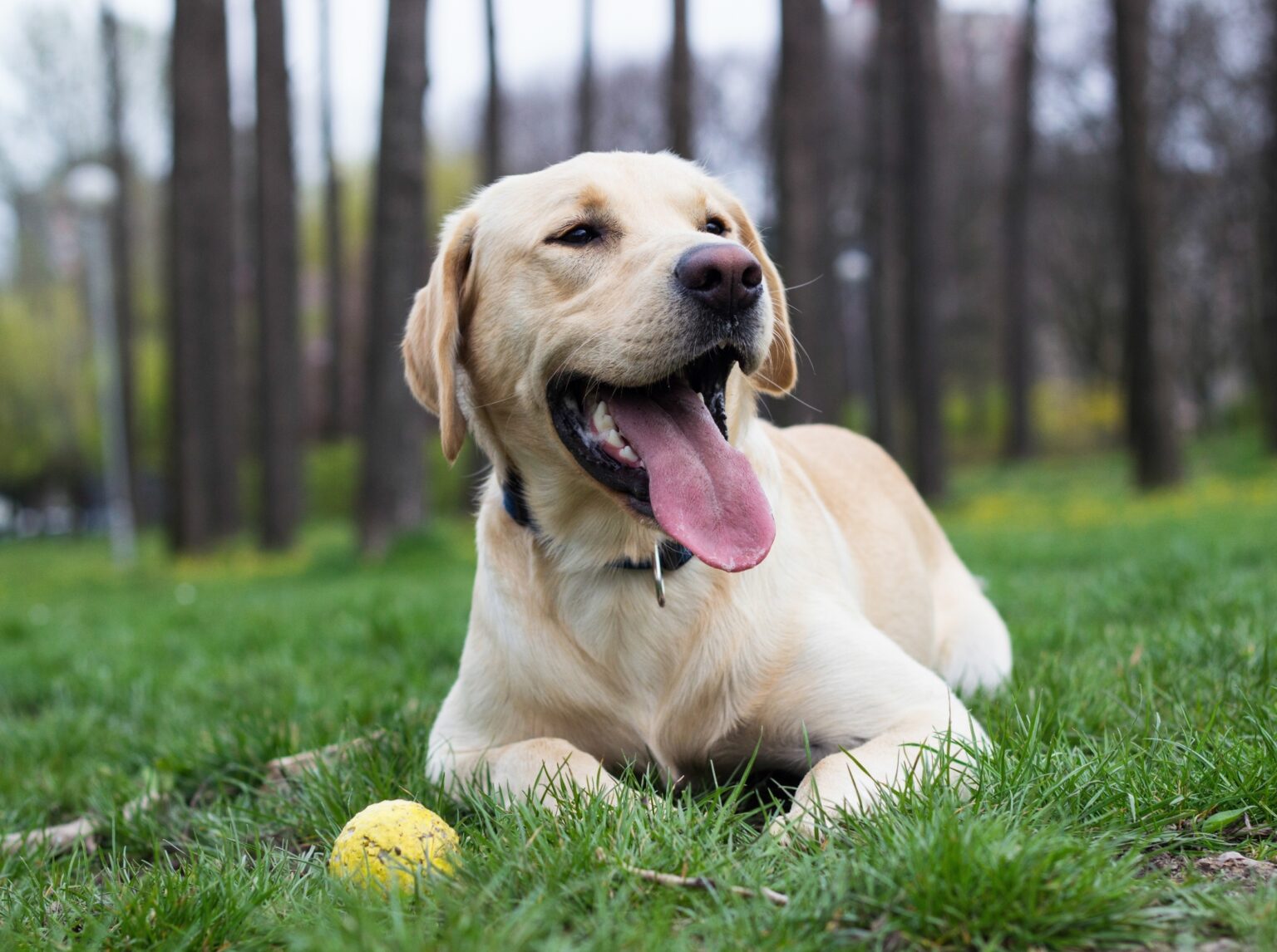 Scientists discover an unexpected fix for bad dog breath Scientists discover an unexpected fix for bad dog breath
