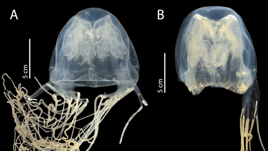 New box jellyfish name warns of ‘death from behind’ New box jellyfish name warns of 'death from behind'