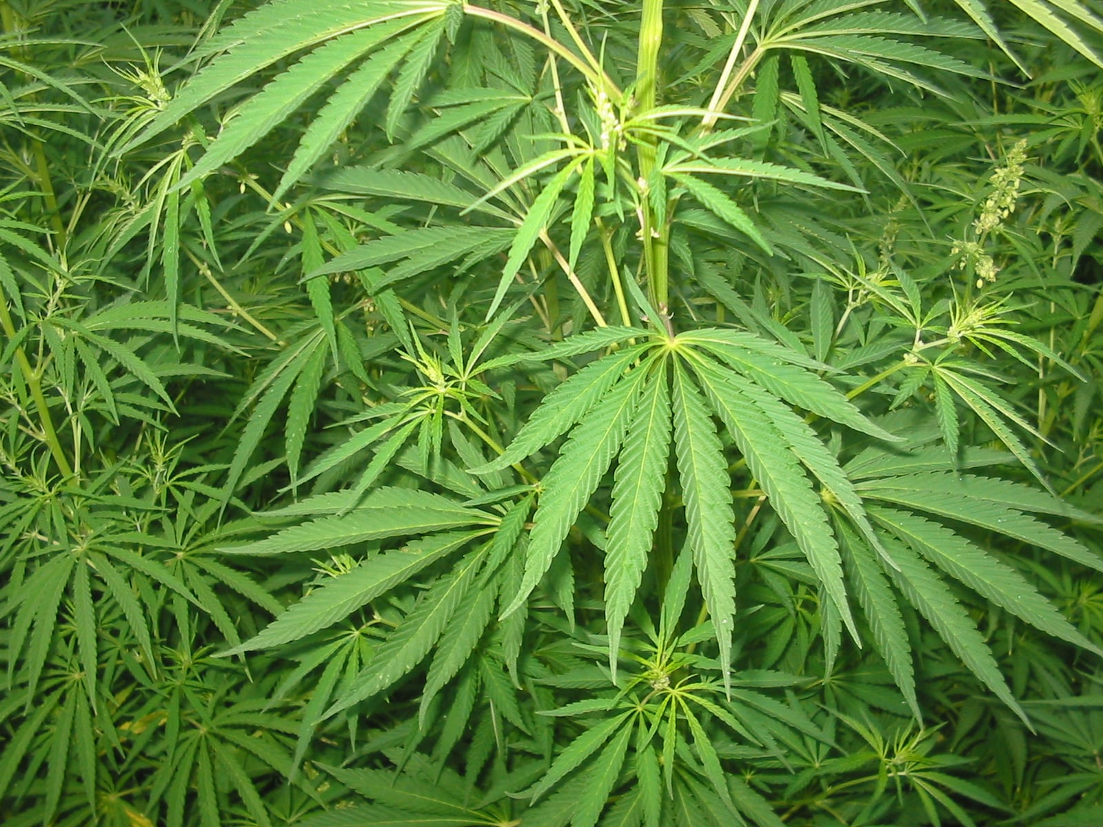 Cannabis plant