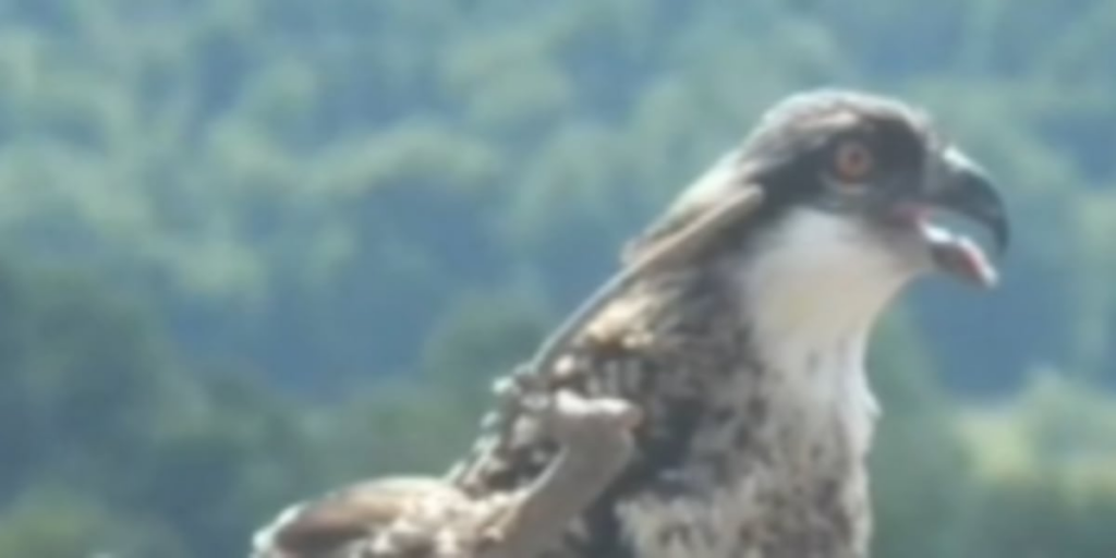 Ospreys appear to be signaling Lake Tahoe’s ecological health, officials say Ospreys appear to be signaling Lake Tahoe’s ecological health, officials say