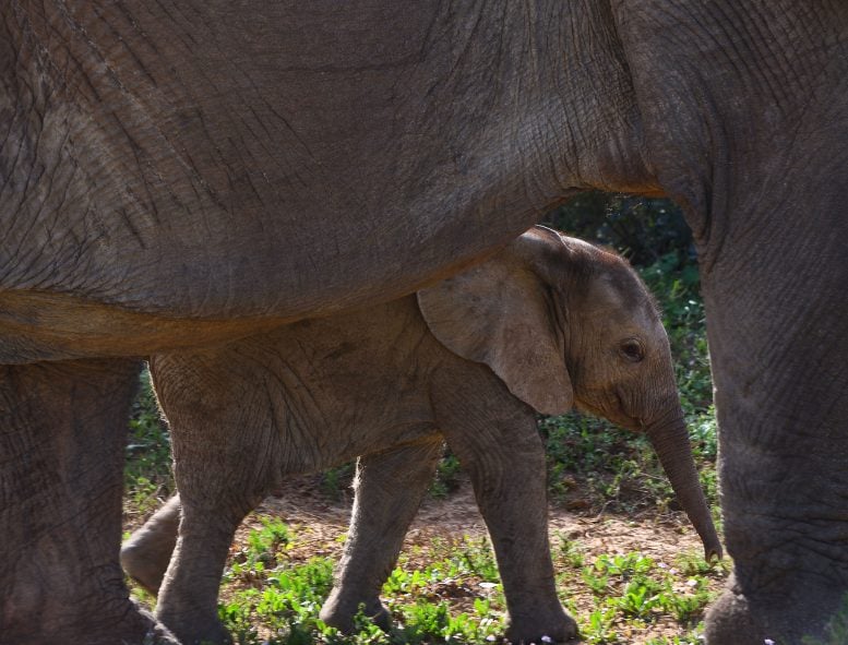 Elephant Baby