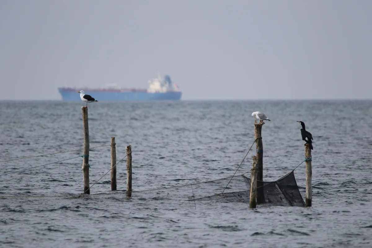 Fish-eating seabirds