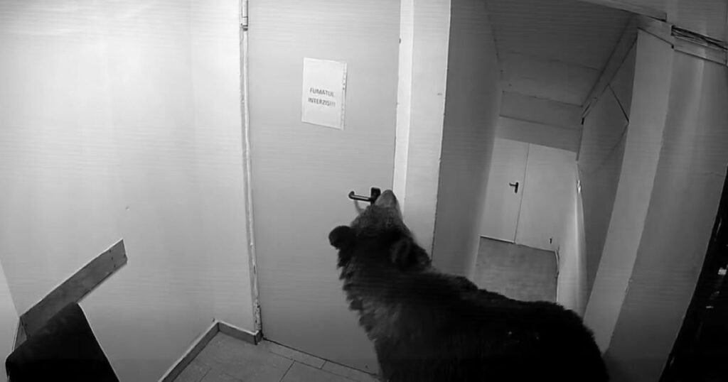 Panic in Poiana Brașov: a bear entered a hotel. "He was told on 112 that it was not an emergency"