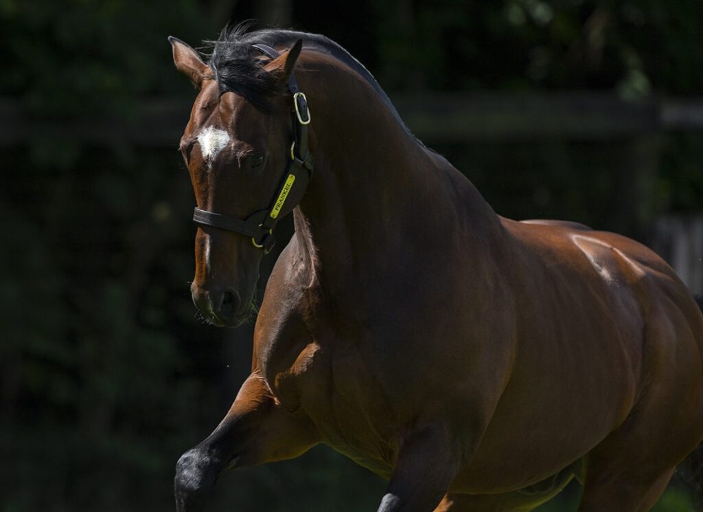 Amo’s Frankel Millionaire Ancient Egypt All Powerful At Newmarket Amo's Frankel Millionaire Ancient Egypt All Powerful At Newmarket