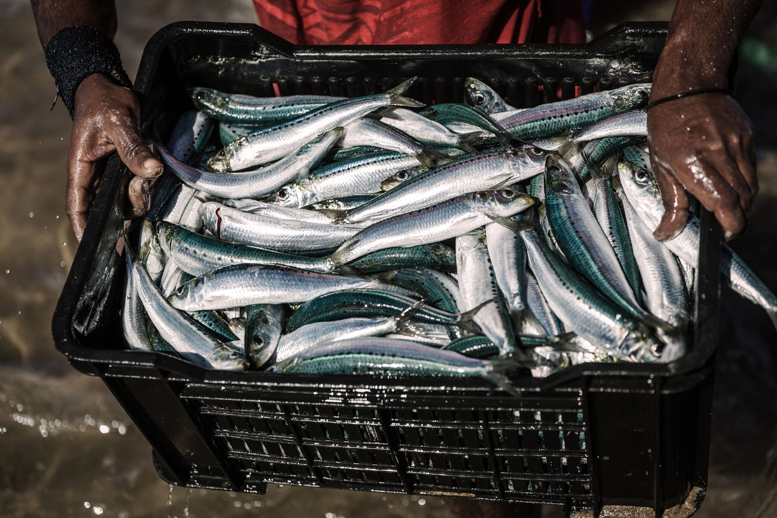 A fisherman carries a fresh crate of sardines at the Amanzimtoti beach, south of Durban, South Africa (Rajesh Jantilal/AFP via Getty Images)