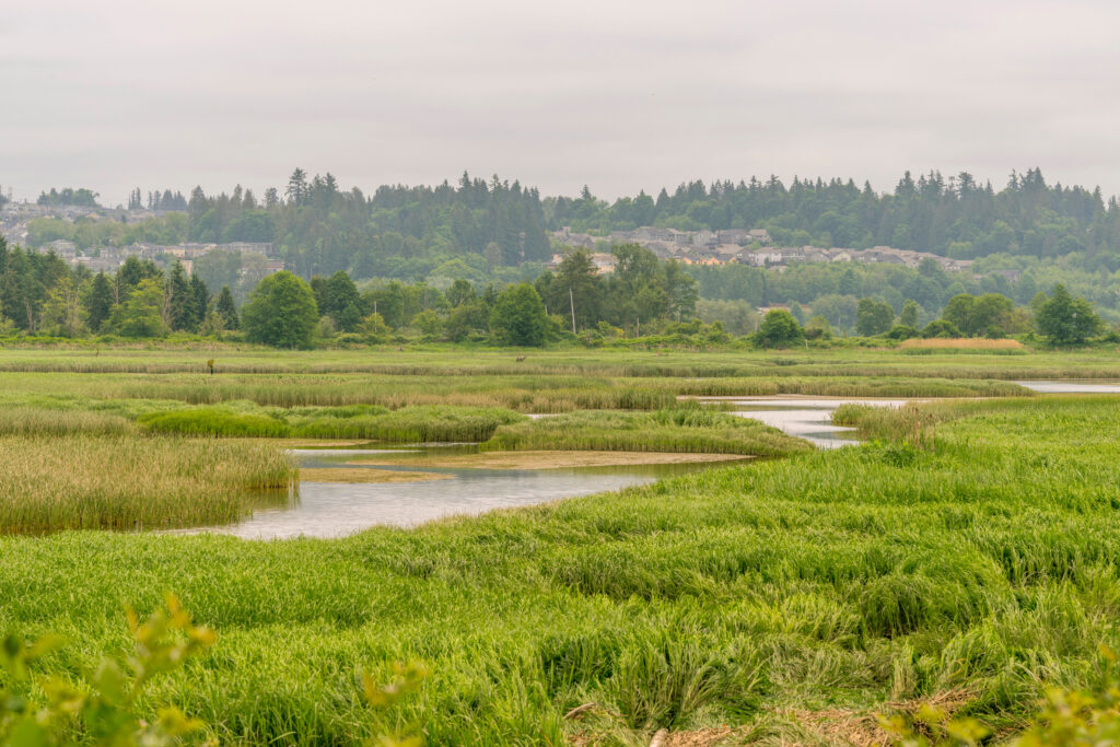 As Federal Wetlands’ Protections Falter, Washington State Scientists Turn to AI as a Conservation Tool A view of wetlands in the Snohomish River Estuary near Everett, Wash. Credit: Wolfgang Kaehler/LightRocket via Getty Images