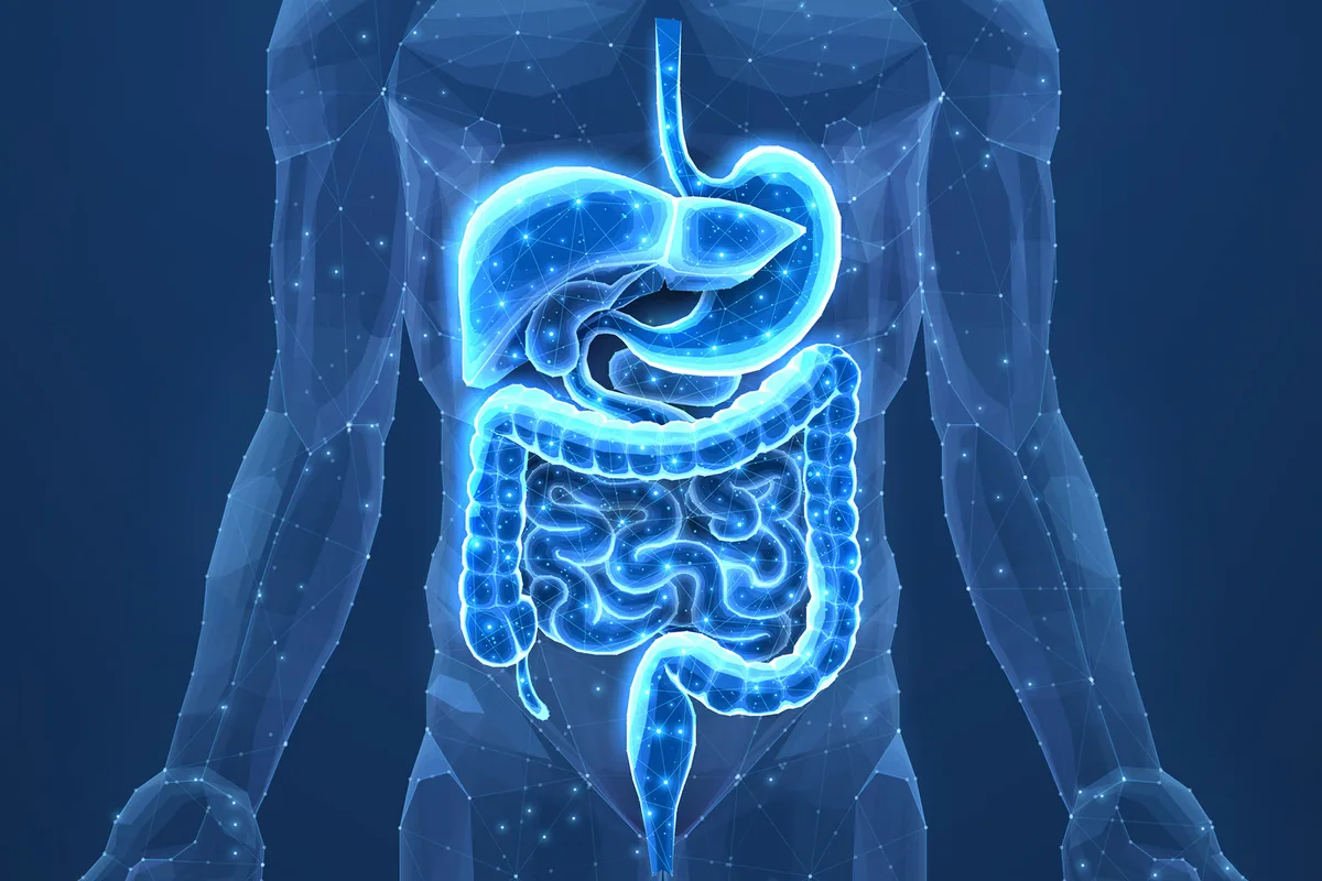 Wire frame image of the human digestive tract
