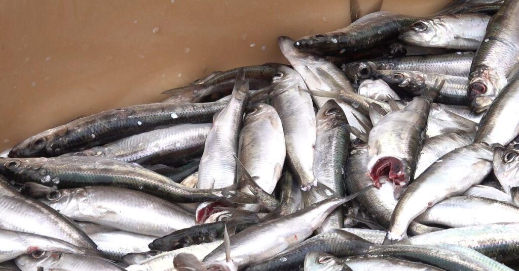 The EU Parliament's demand: Stop large-scale trawling in the Baltic Sea area