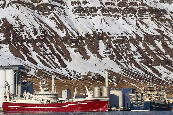 9,000 Tonnes of Blue Whiting Landed in Neskaupstaður Over the Weekend