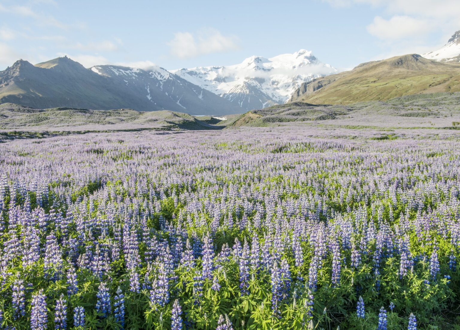 Iceland's Wildlife Faces Threat From Invasive Species