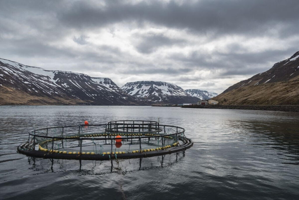 Fish Farmer – News – Iceland fish farming up, but so are disease problems Fish Farmer - News - Iceland fish farming up, but so are disease problems