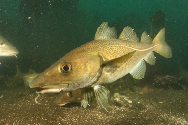 Iceland Demersal Survey Shows Cod Decline & Mixed Trends – The Fishing Daily Icelandic Fishing Fees Challenged Over Flawed Price Calculations