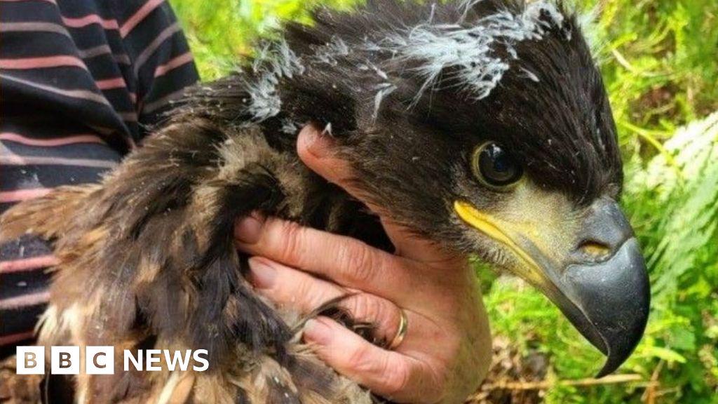 Reintroduced white-tailed eagle flies circuit of Ireland
