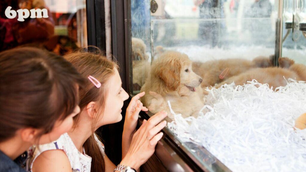 "Japan's numerous urban pet stores are illegal in Europe and America. Customers that use them are subsidizing puppy farms"