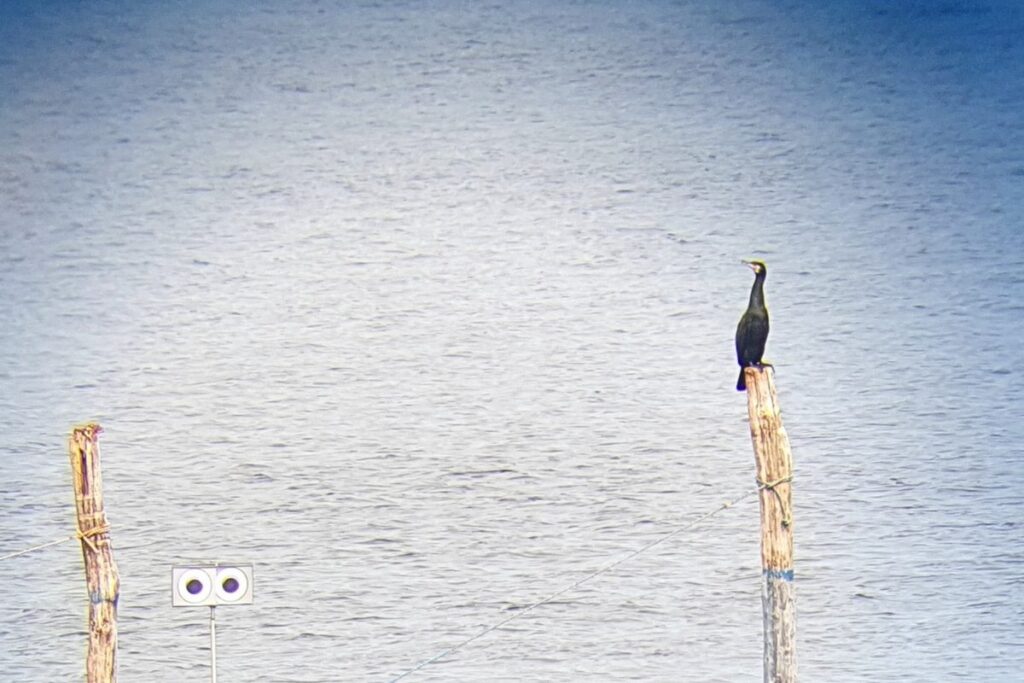 Researchers put a big pair of eyeballs on the coast of Denmark and left them there for 46 days. Here’s why Looming-Eye Buoys