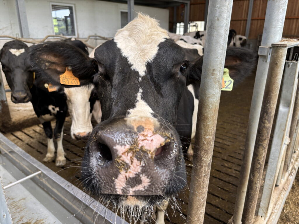 Luxembourg Dairy Farmers Scramble After Lactalis Exit Luxembourg Dairy Farmers Scramble After Lactalis Exit