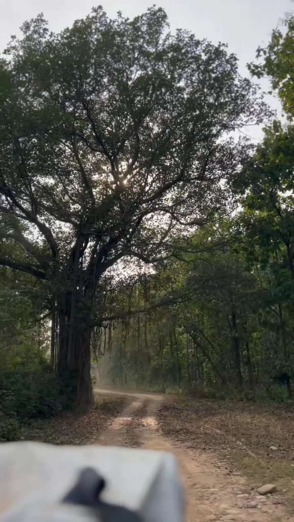 Safari trail through Jim Corbett at golden hour - one of those moments you don't forget
