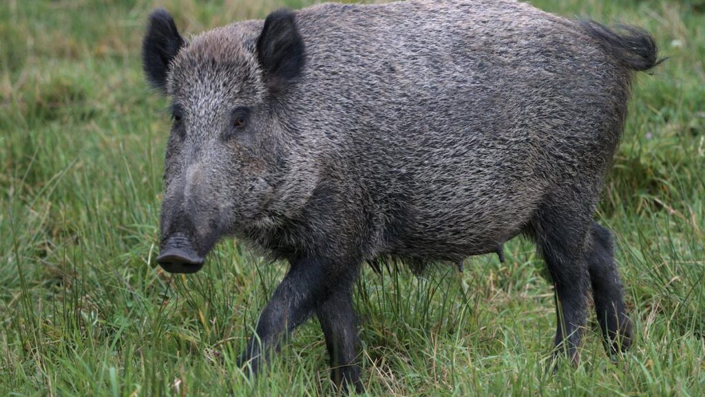 Organizations and experts: ‘We must get the wild boar back to Denmark’ Organizations and experts: 'We must get the wild boar back to Denmark'