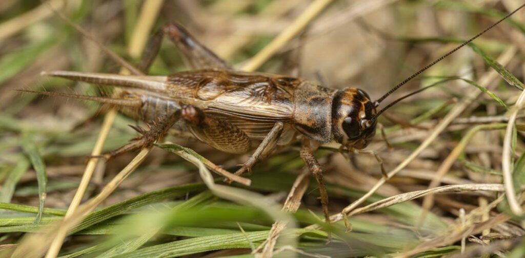 370 billion crickets are farmed for food every year. Scientists have discovered they may feel pain